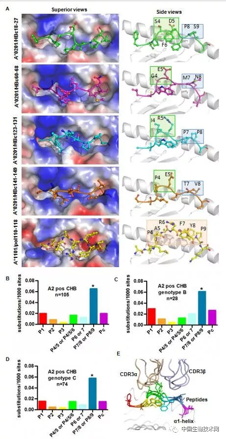 乙肝病毒的分子生物学检测,乙肝病毒基因组结构