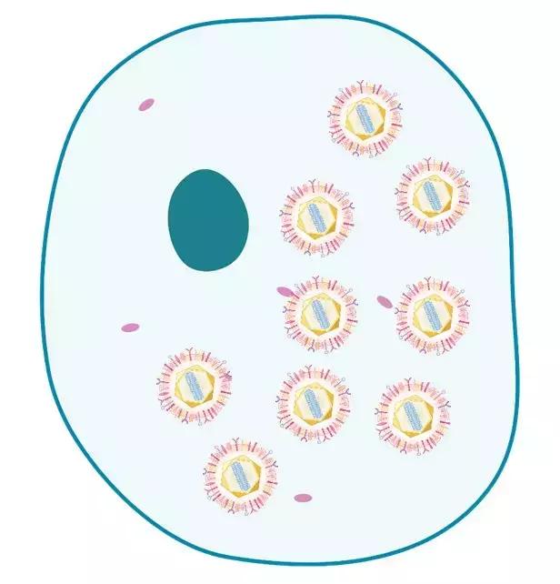 鸡用马立克氏疫苗分几种,鸡马立克氏病二价灭活疫苗