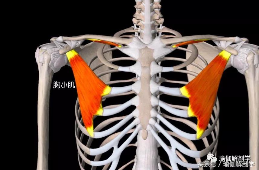 肩膀僵硬紧绷怎么缓解用什么中药,肩膀僵硬疼痛怎么办