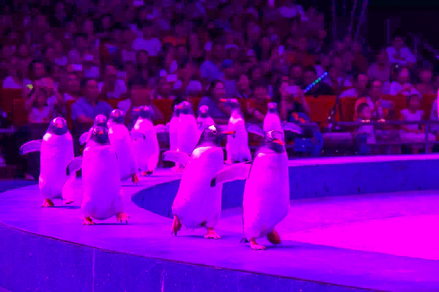 一天游珠海长隆海洋王国亲子攻略,珠海长隆海洋王国亲子游北极熊