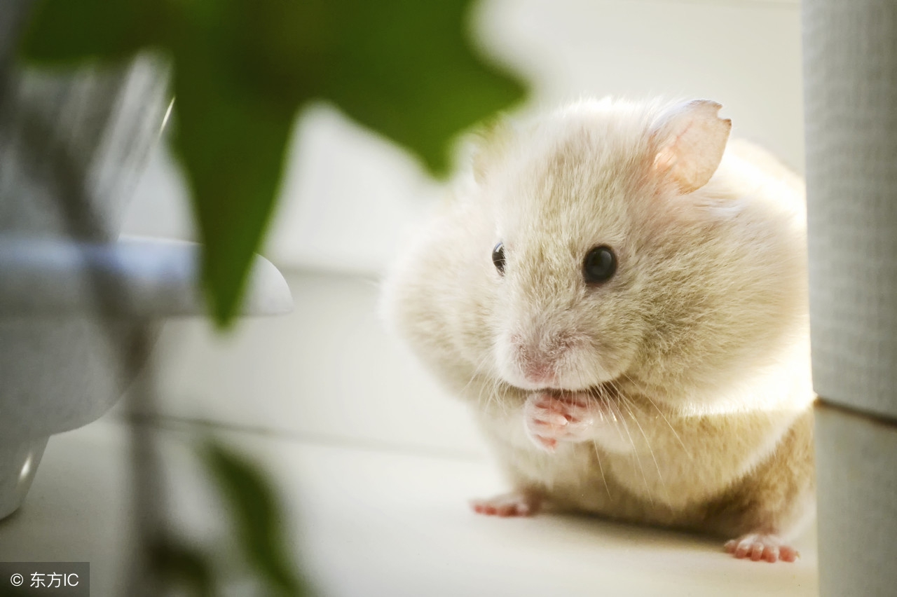 如何处理仓鼠的香腺,仓鼠香腺清理完要用碘伏吗