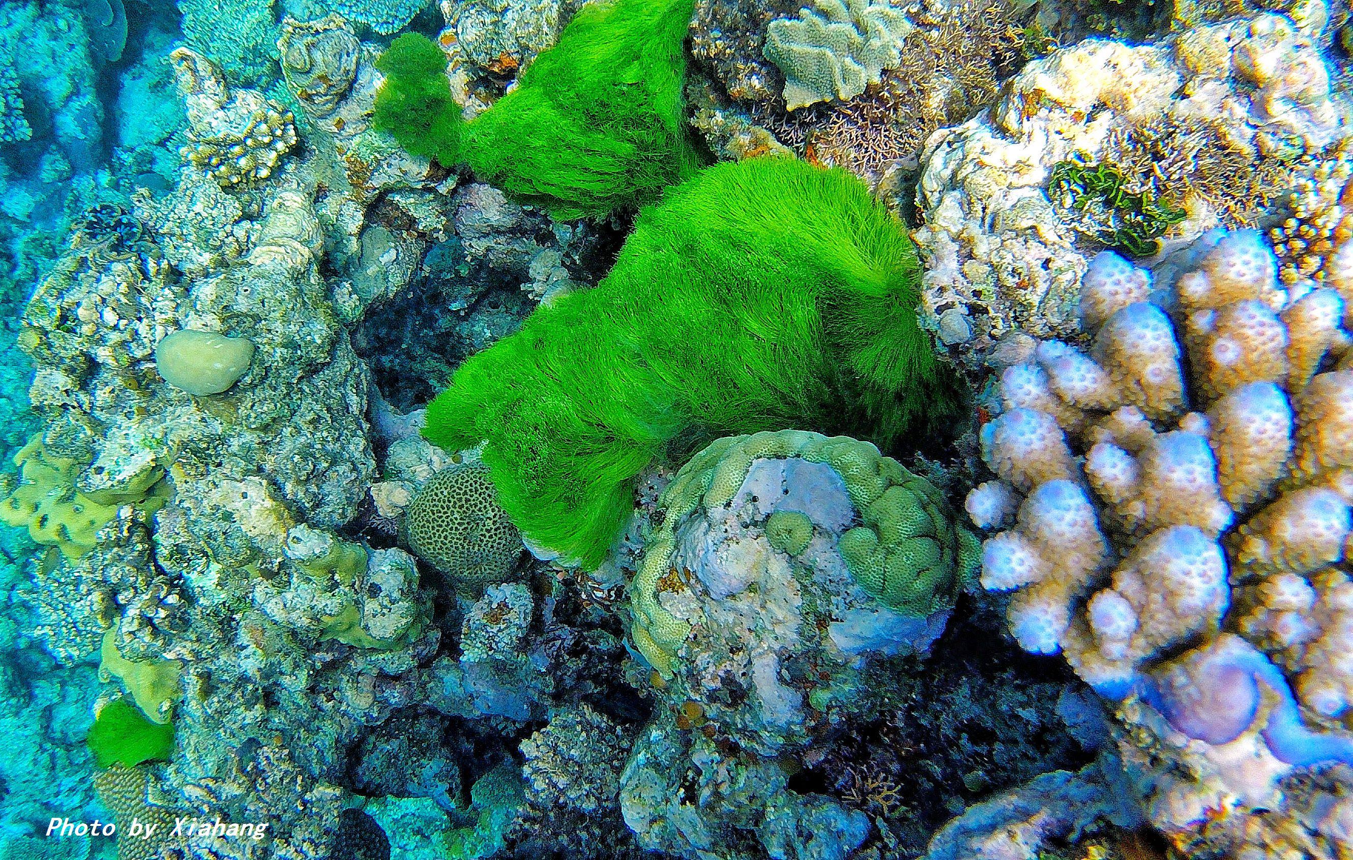 澳大利亚凯恩斯大堡礁旅游,澳大利亚凯恩斯大堡礁旅行vlog