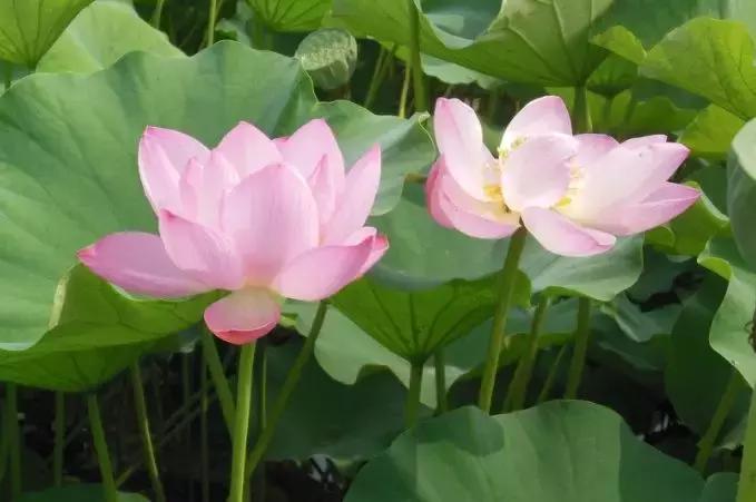 四川赏花胜地,四川最美花卉在哪里