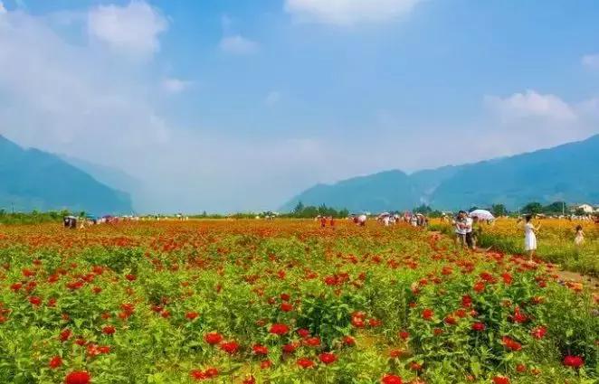四川赏花胜地,四川最美花卉在哪里