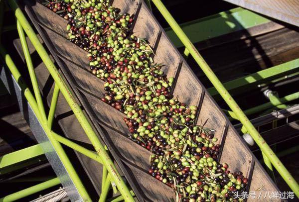 橄榄油西班牙意大利希腊,橄榄油西班牙皇室
