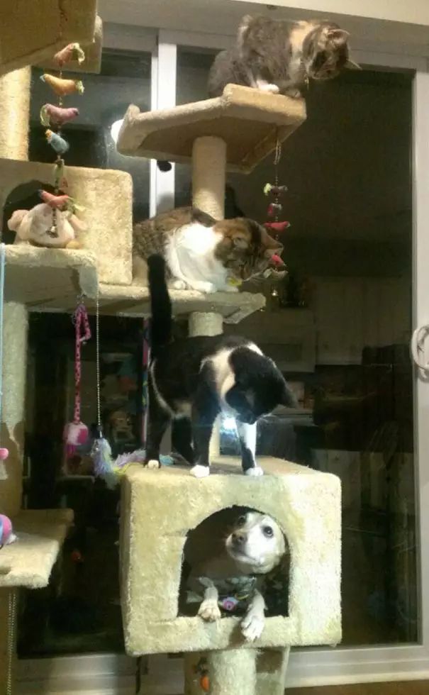 狗在猫砂盆里拉屎猫会怎么样,为什么有的狗会在猫砂盆拉屎