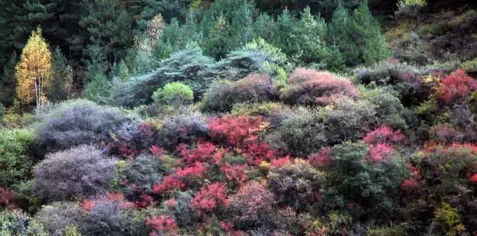 四川秋景第一名,四川欣赏秋景好去处