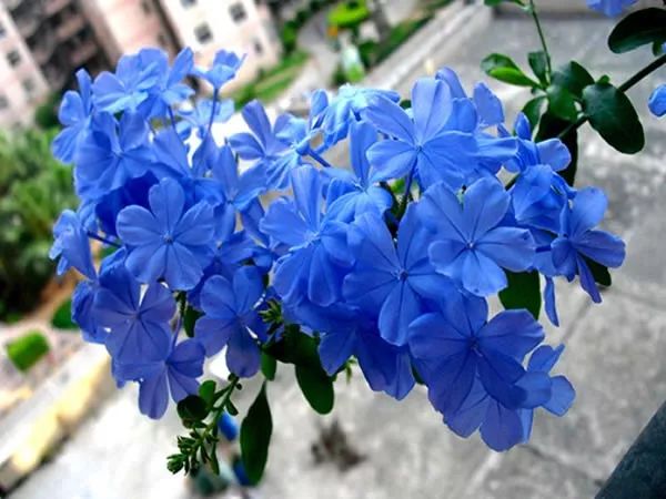 好种植的藤本植物,45种植物图片