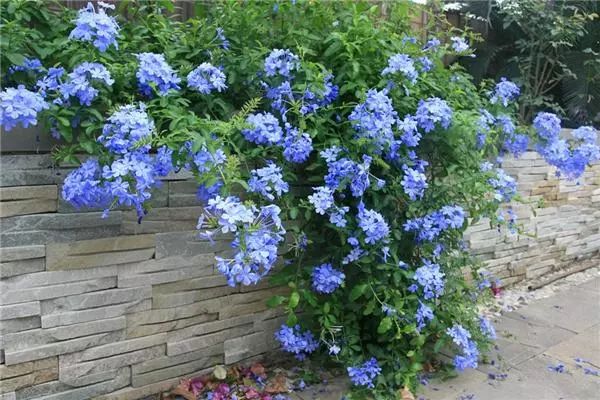 好种植的藤本植物,45种植物图片