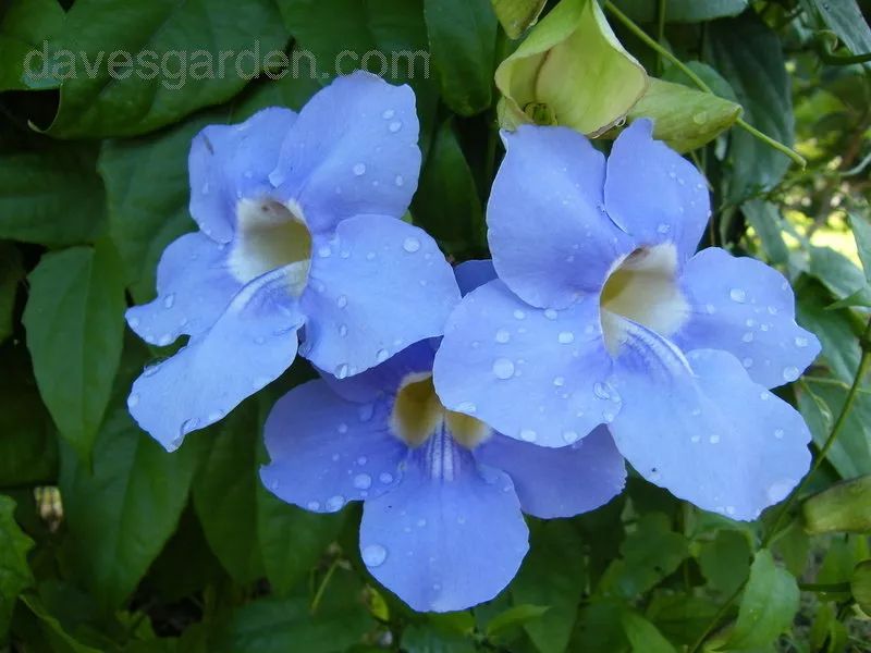 好种植的藤本植物,45种植物图片
