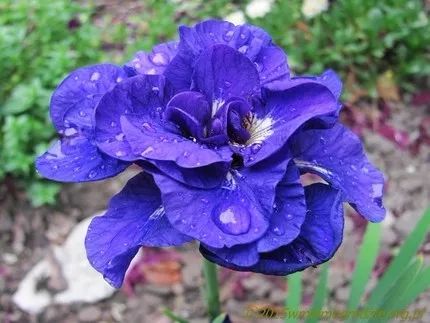 好种植的藤本植物,45种植物图片