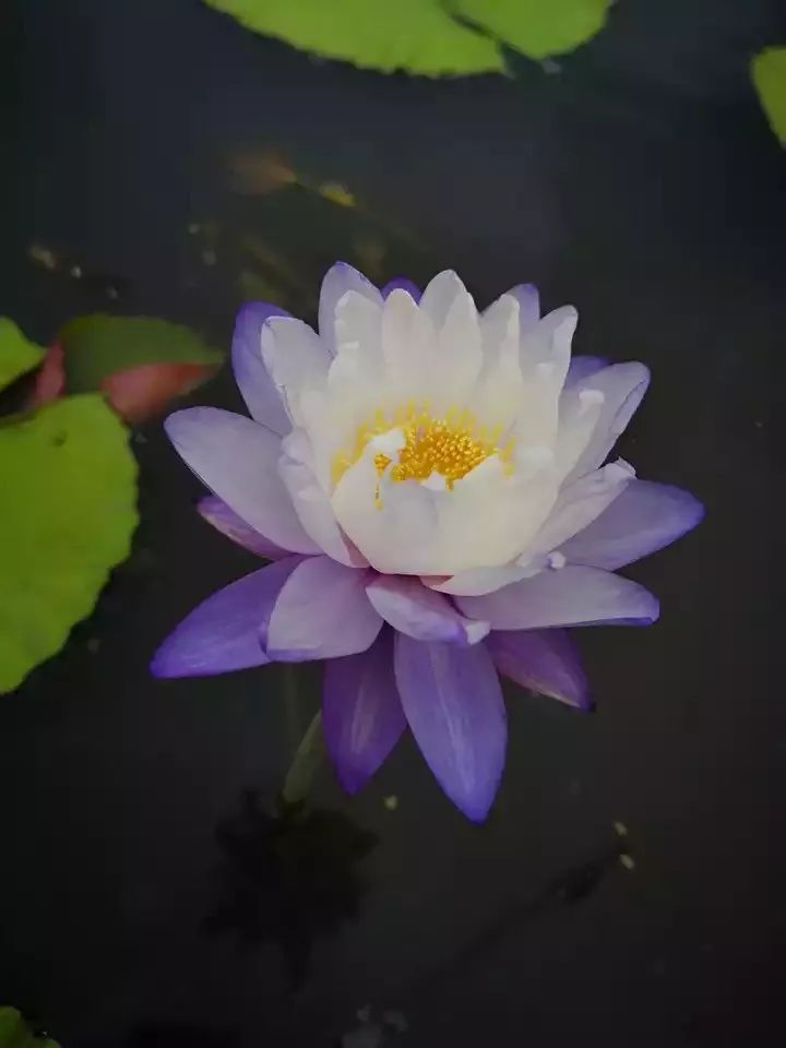 好种植的藤本植物,45种植物图片