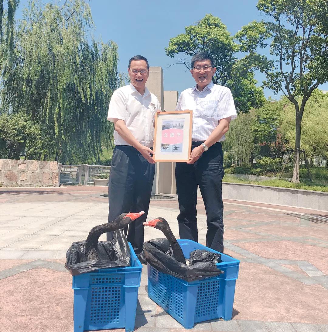 网红天鹅添丁视频,苏州天鹅港华庭喜提新房