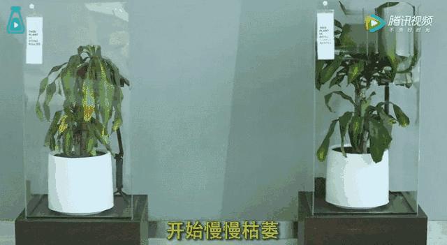 二次元的死亡瞬间,二次元的死亡发型