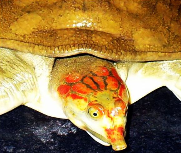 科普龟类知识视频展示,所有龟鳖类动物