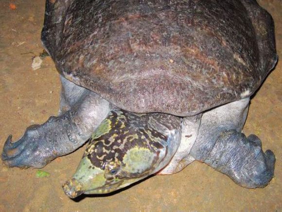 科普龟类知识视频展示,所有龟鳖类动物