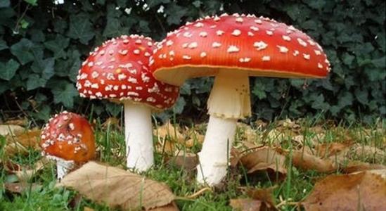 青海毒蘑菇图鉴,常见毒蘑菇图鉴福建