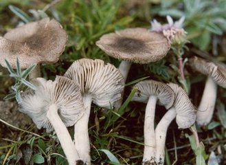 青海毒蘑菇图鉴,常见毒蘑菇图鉴福建