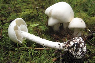 青海毒蘑菇图鉴,常见毒蘑菇图鉴福建