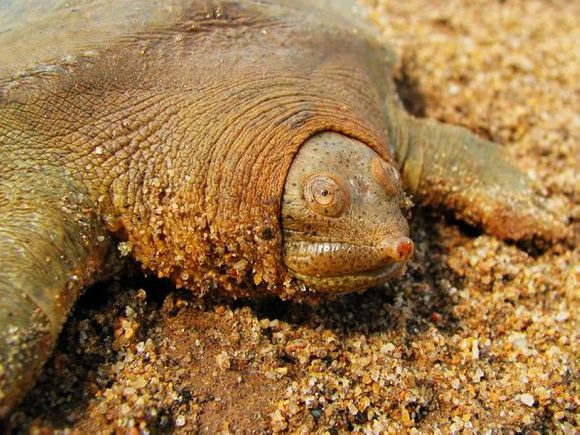 科普龟类知识视频展示,所有龟鳖类动物