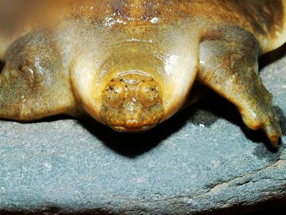 龟鳖目动物大全及图片,所有龟鳖类动物