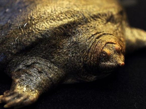 龟鳖目动物大全及图片,所有龟鳖类动物