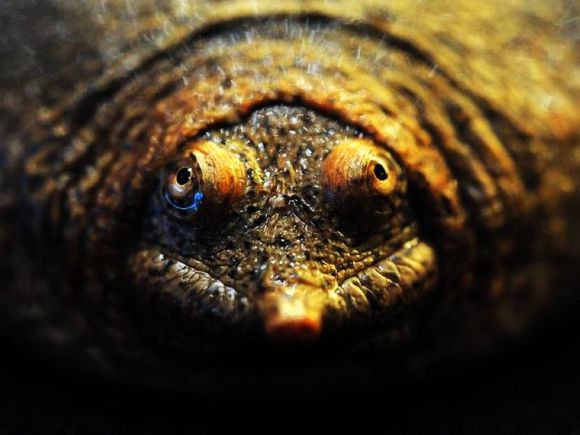 龟鳖目动物大全及图片,所有龟鳖类动物