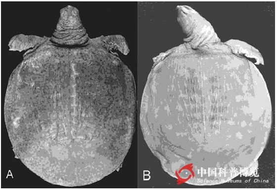 龟鳖目动物大全及图片,所有龟鳖类动物