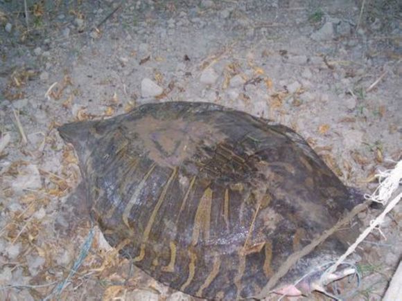 科普龟类知识视频展示,所有龟鳖类动物