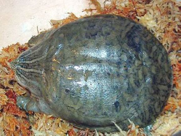 龟鳖目动物大全及图片,所有龟鳖类动物