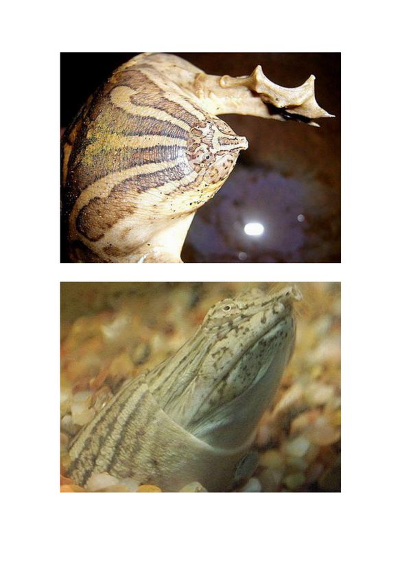 科普龟类知识视频展示,所有龟鳖类动物