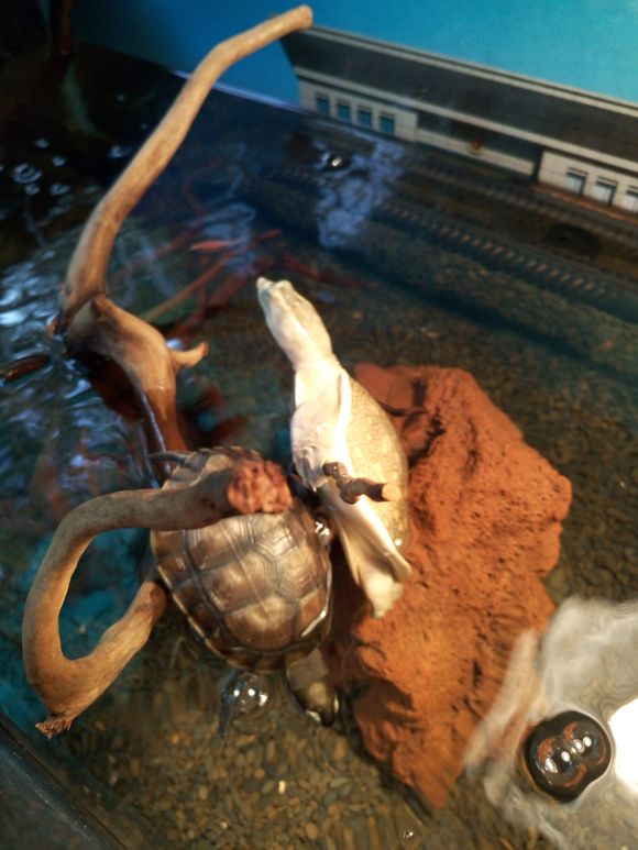 龟鳖目动物大全及图片,所有龟鳖类动物