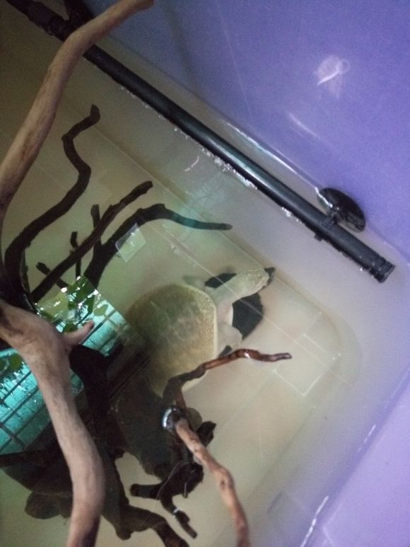 龟鳖目动物大全及图片,所有龟鳖类动物