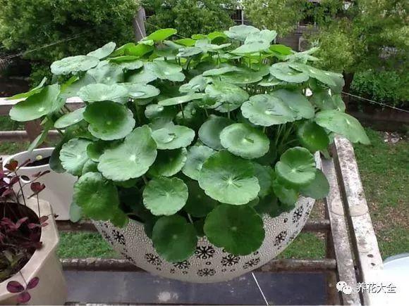 用塑料瓶自己做自动浇水种菜神器,空瓶子改造浇水器的小妙招