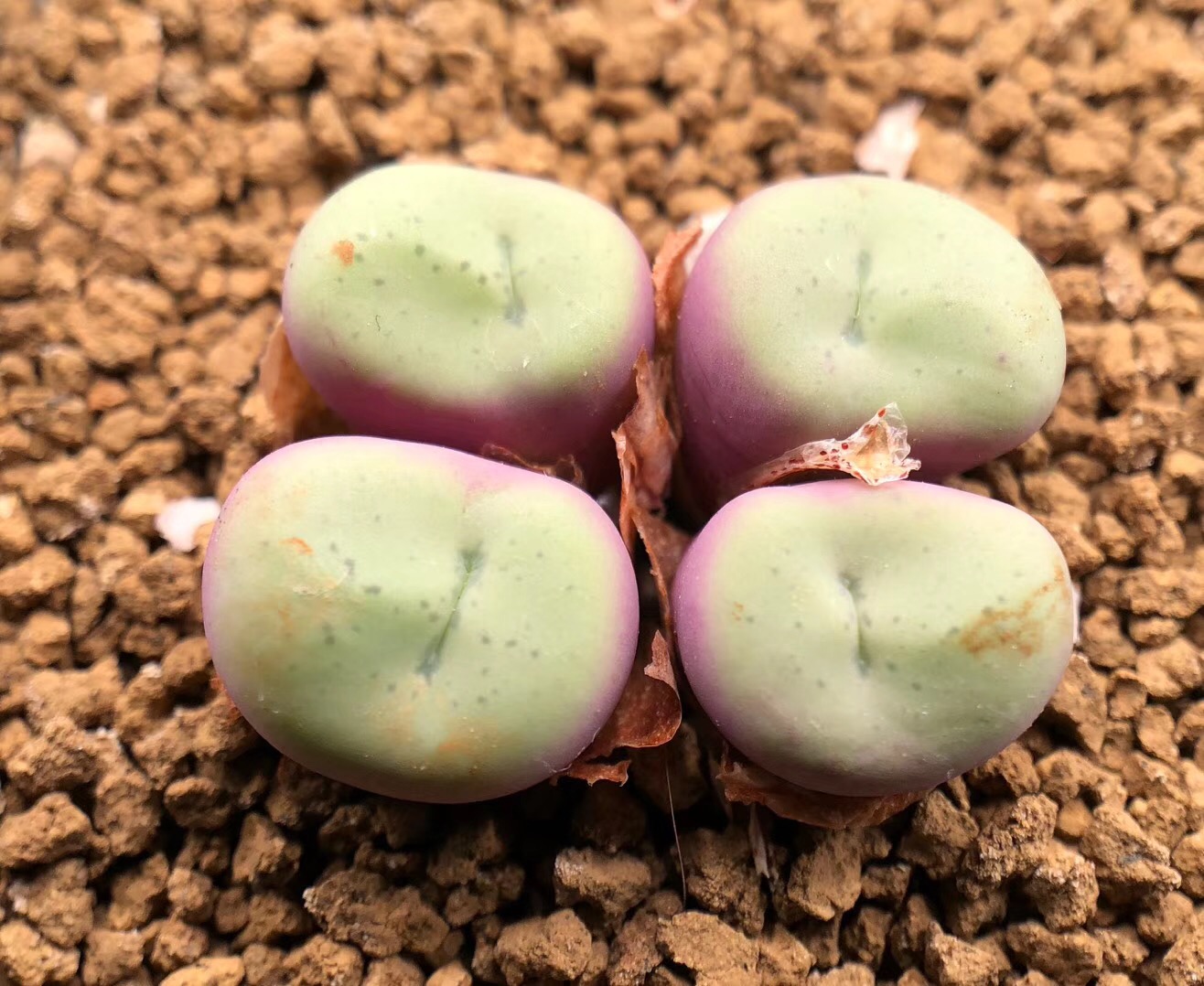 慢生活全文免费阅读,慢生活轻阅读