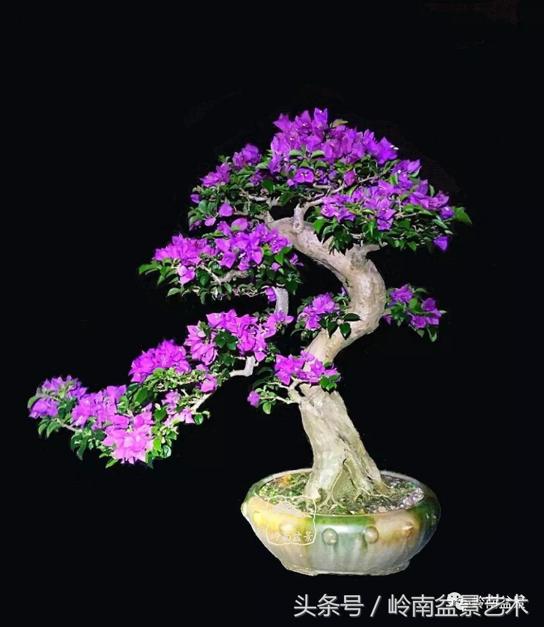 精品掌中宝三角梅盆景,顶级国宝级三角梅盆景