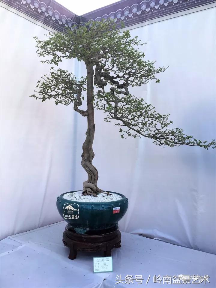 精品掌中宝三角梅盆景,顶级国宝级三角梅盆景