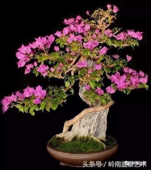 精品掌中宝三角梅盆景,顶级国宝级三角梅盆景