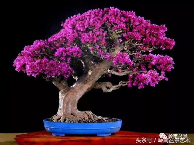 精品掌中宝三角梅盆景,顶级国宝级三角梅盆景