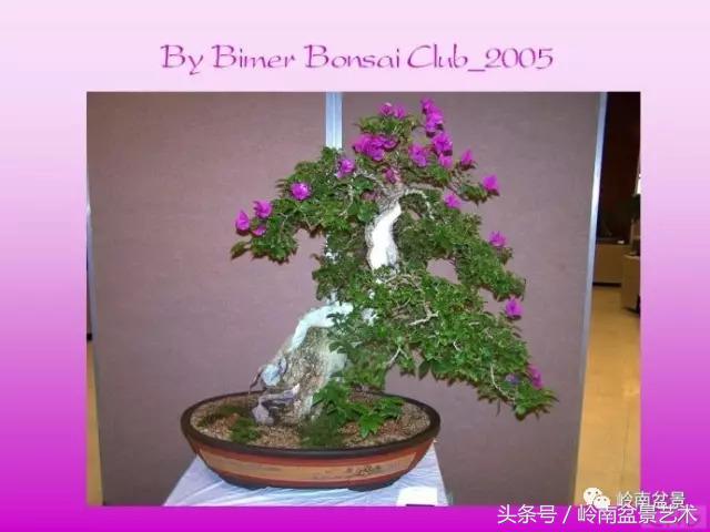 精品掌中宝三角梅盆景,顶级国宝级三角梅盆景