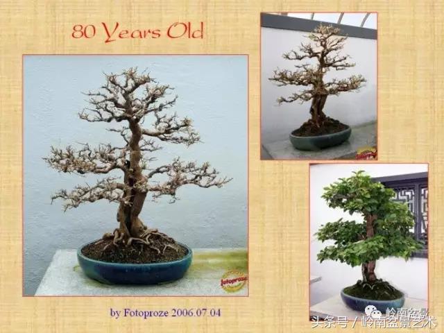 精品掌中宝三角梅盆景,顶级国宝级三角梅盆景