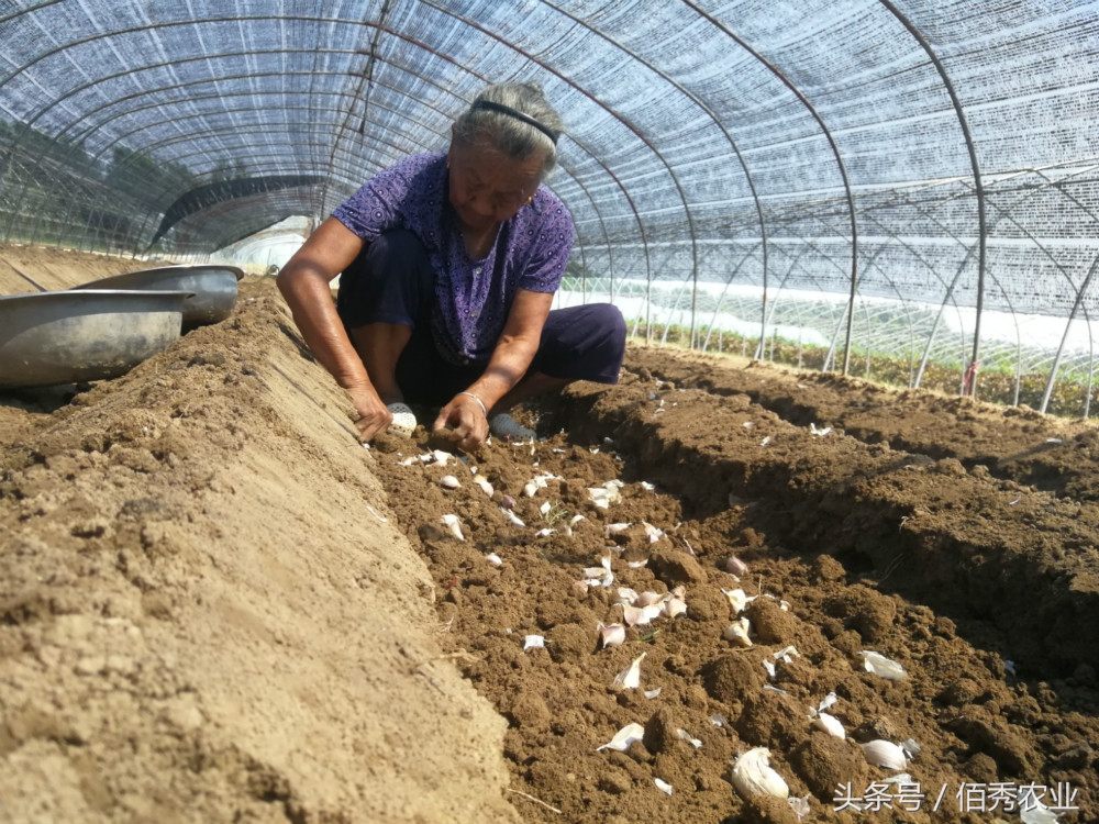 大蒜种植赚钱吗,怎样种植大蒜又高产又有效