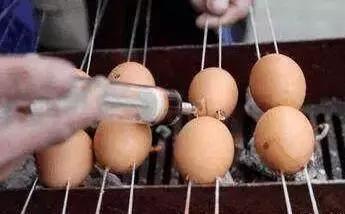 鸡蛋烤着吃和煮着吃,鸡蛋烤着吃会爆炸吗