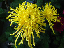 甲醛克星第一名植物好养,植物吸甲醛好还是活性炭吸甲醛好