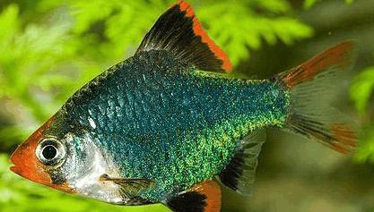 常见的热带鱼种类以及样子,热带观赏鱼种类大全和图片