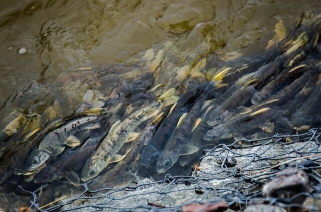 这种鱼很多人没吃过肉质细嫩鲜美,肉质鲜美但是濒临灭绝的鱼