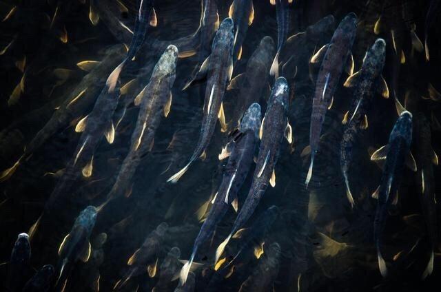 这种鱼很多人没吃过肉质细嫩鲜美,肉质鲜美但是濒临灭绝的鱼