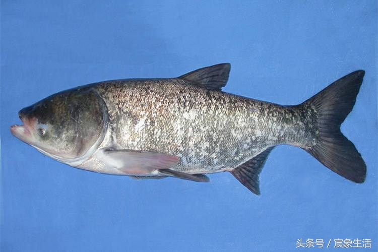 淡水鱼品种识别,溪流台钓常见鱼种