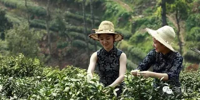 纯手工炒绿茶烘焙工艺,烘焙日照绿茶怎么做的