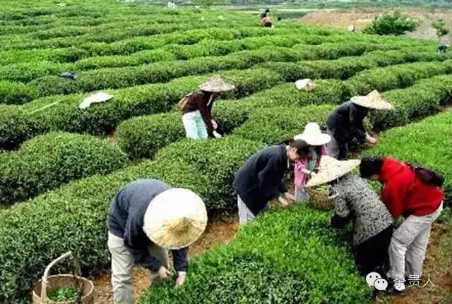 纯手工炒绿茶烘焙工艺,烘焙日照绿茶怎么做的